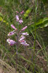 Eustis Lake beardtongue